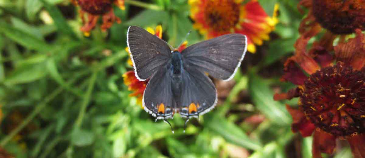 Butterfly by Susan Fluegel